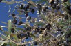 Olive tree Cipressino