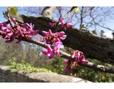 Judas tree - Cercis Siliquastrum