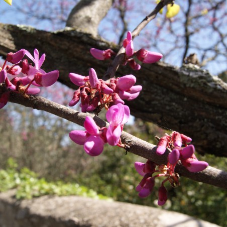 Gemeiner Judasbaum - Cercis Siliquastrum