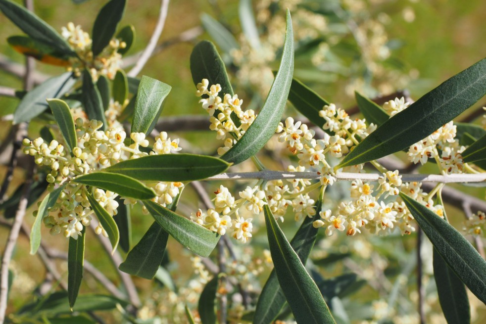 Olive tree Cipressino