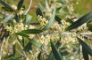 Olive tree Cipressino Olive tree Cipressino