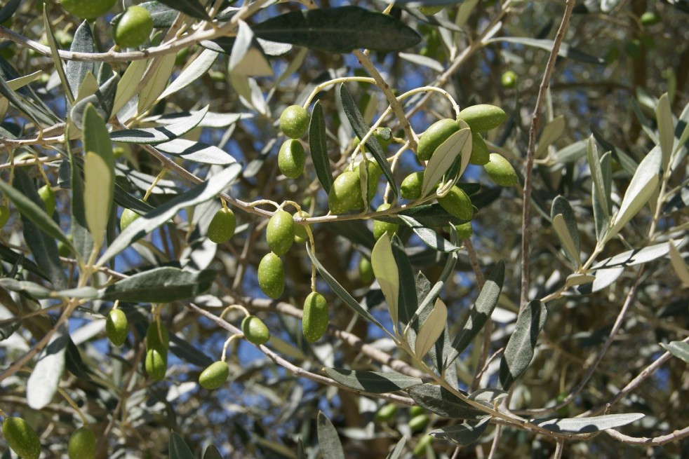 Olive tree Cipressino Olive tree Cipressino
