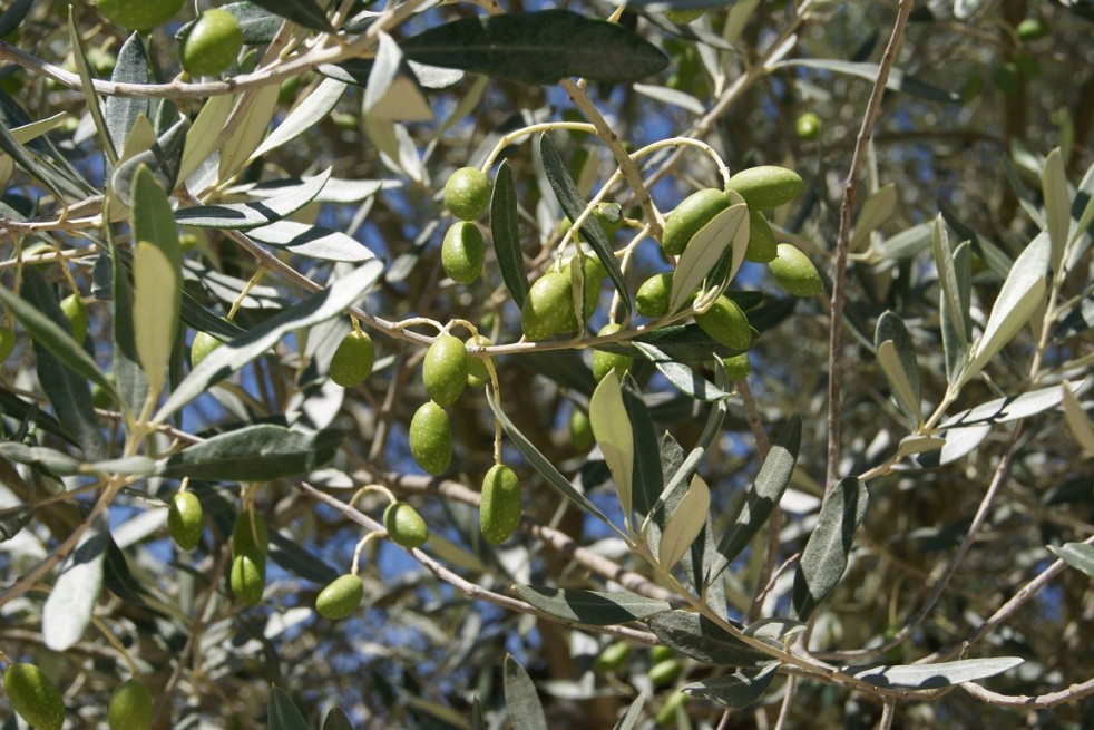 Olive tree Cipressino