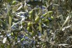 Olive tree Cipressino