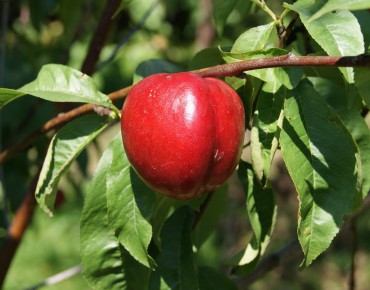 Lord Napier nectarine tree