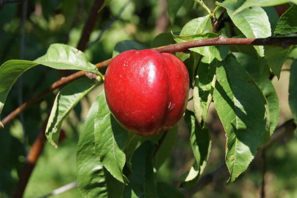 Lord Napier nectarineboom