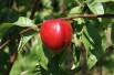 Lord Napier nectarineboom