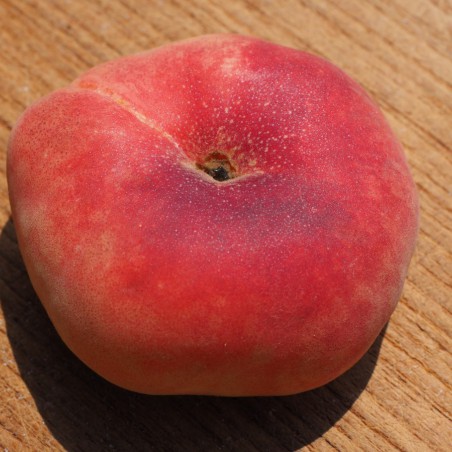 Saturn peach