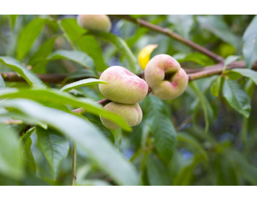 Saturn peach