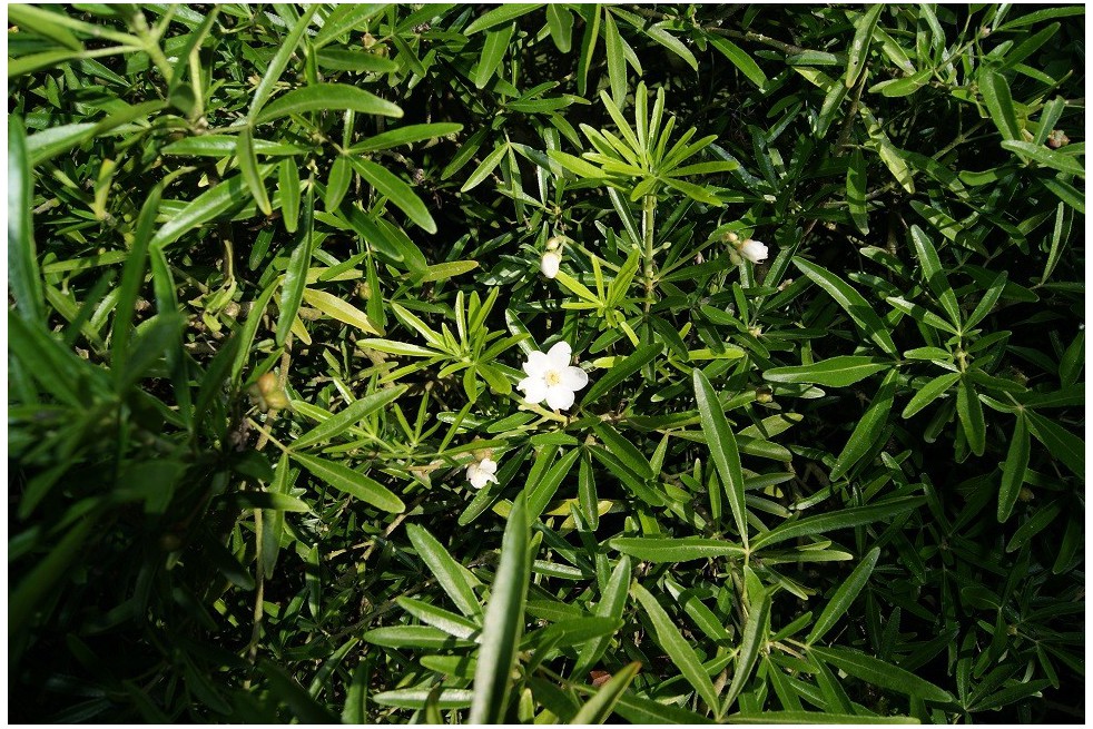 Oranger du Mexique Aztec Pearl