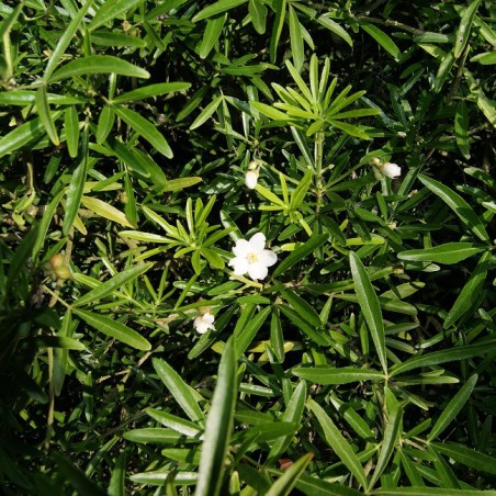 Oranger du Mexique Aztec Pearl