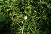 Mexican orange blossom Aztec Pearl