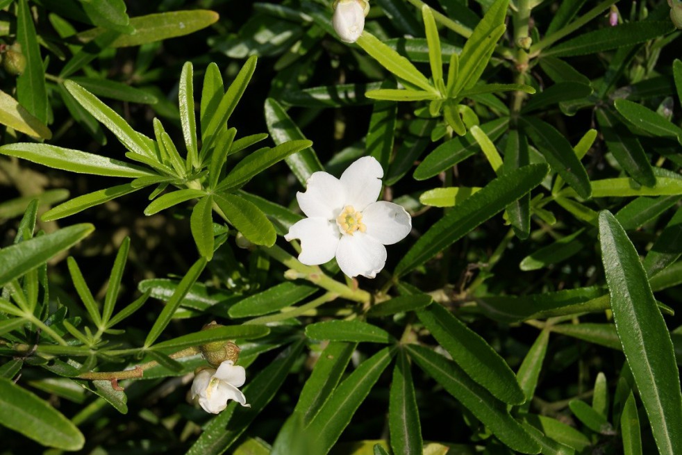 Oranger du Mexique Aztec Pearl
