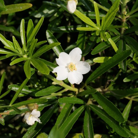 Oranger du Mexique Aztec Pearl