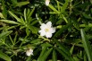 Mexican orange blossom Aztec Pearl