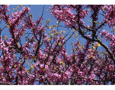 Judas tree - Cercis Siliquastrum