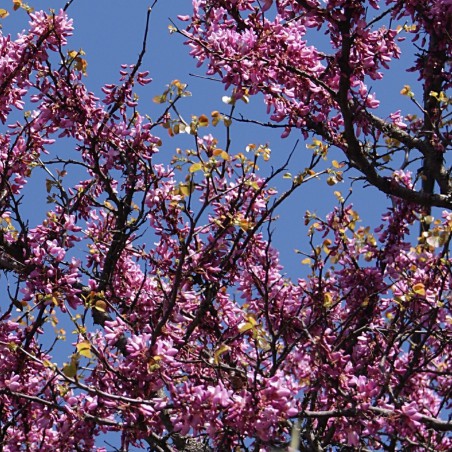 Arbre de Judée - Cercis Siliquastrum