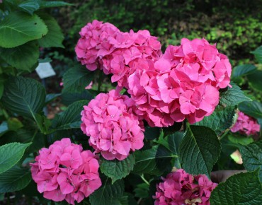 Bigleaf hydrangea Masja