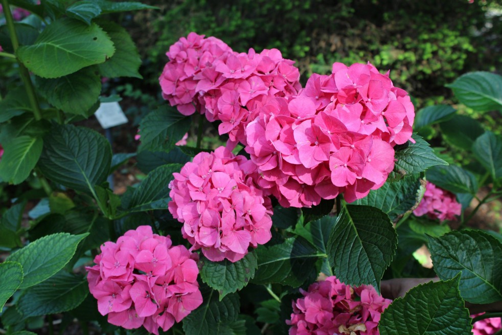 Bigleaf hydrangea Masja