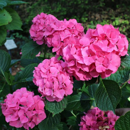 Boerenhortensia Masja