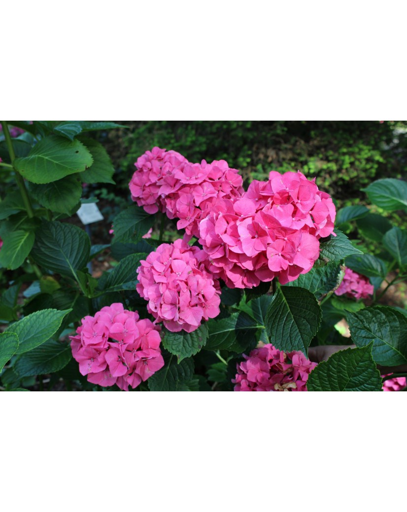 Confetti Panicle Hydrangea® Hydrangea paniculata Confetti®