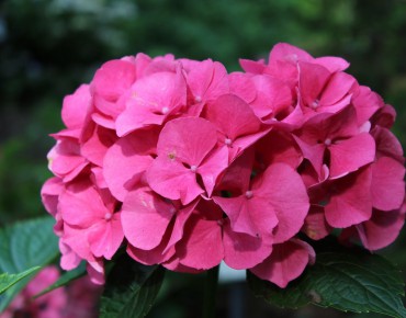 Boerenhortensia Masja