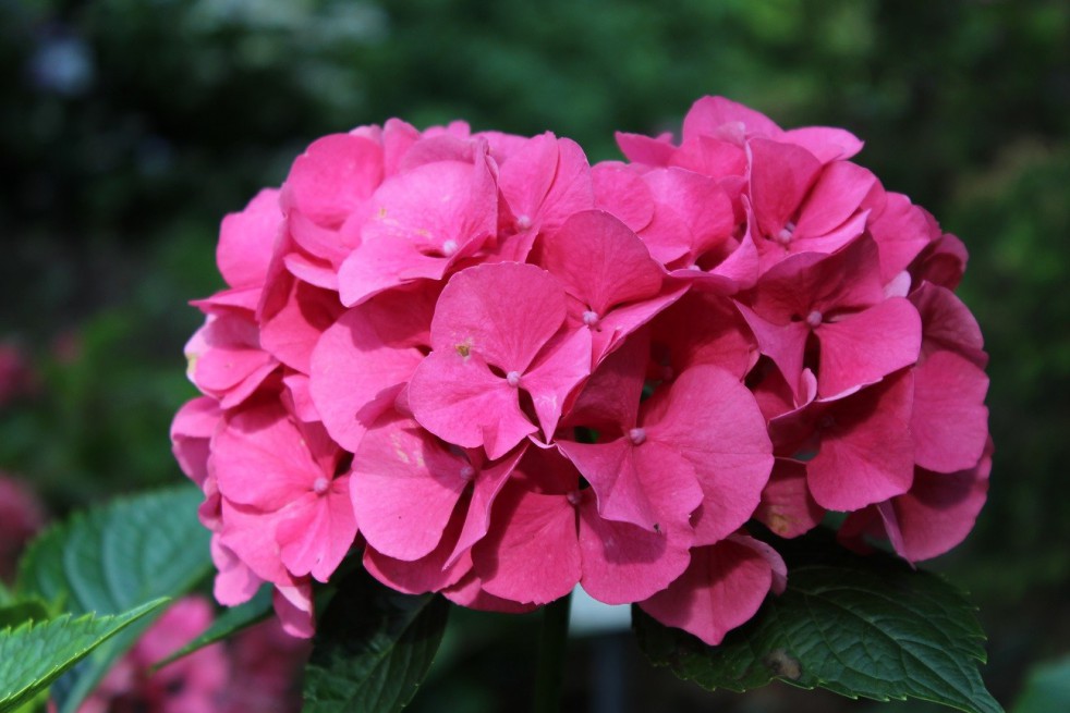 Bigleaf hydrangea Masja