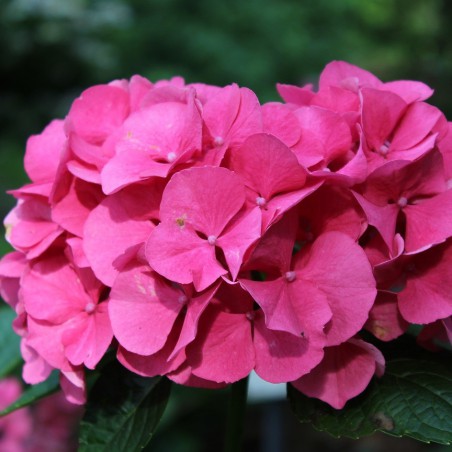 Bigleaf hydrangea Masja