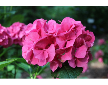 Hortensia Masja
