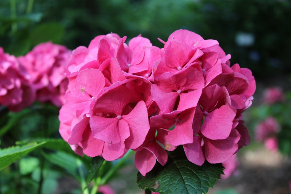 Bigleaf hydrangea Masja