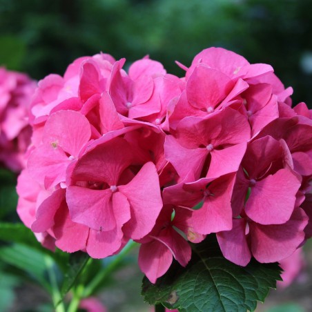 Bigleaf hydrangea Masja