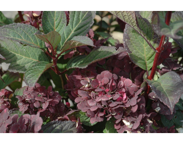 Hortensia des montagnes Preziosa