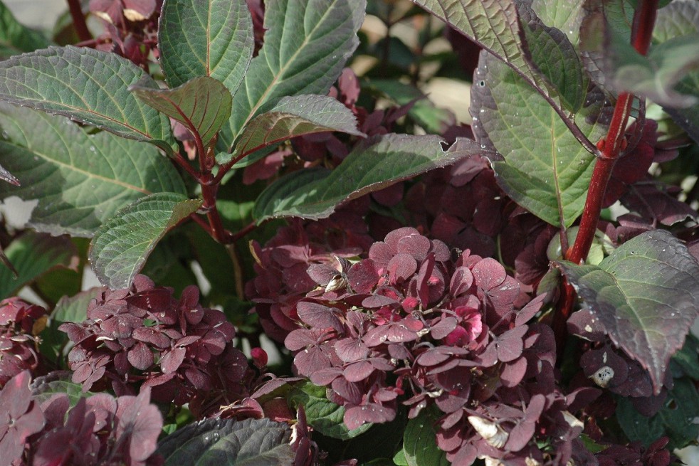 Hortensia des montagnes Preziosa Hortensia des montagnes Preziosa