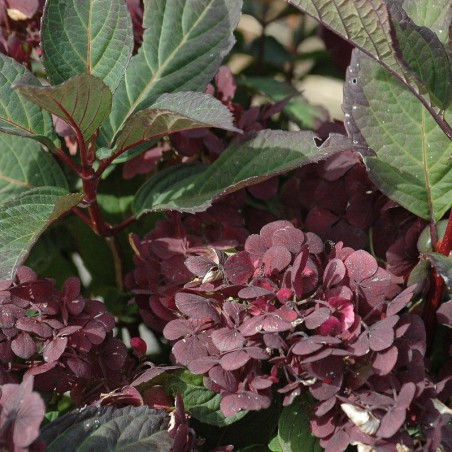 Hortensia des montagnes Preziosa