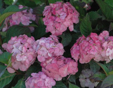 Hydrangea Preziosa