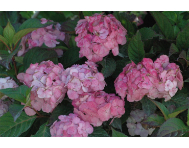 Hortensia des montagnes Preziosa