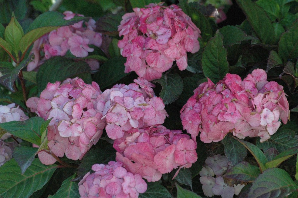 Hydrangea Preziosa