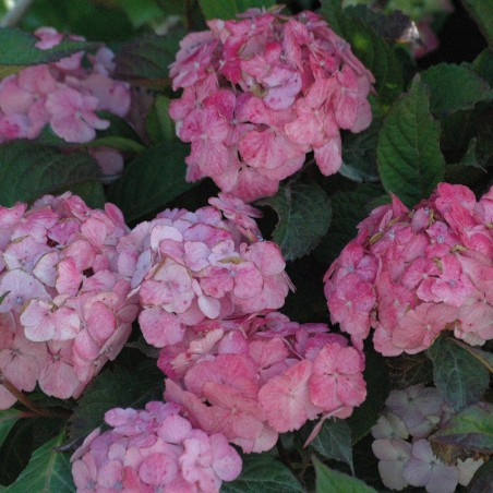 Hydrangea Preziosa