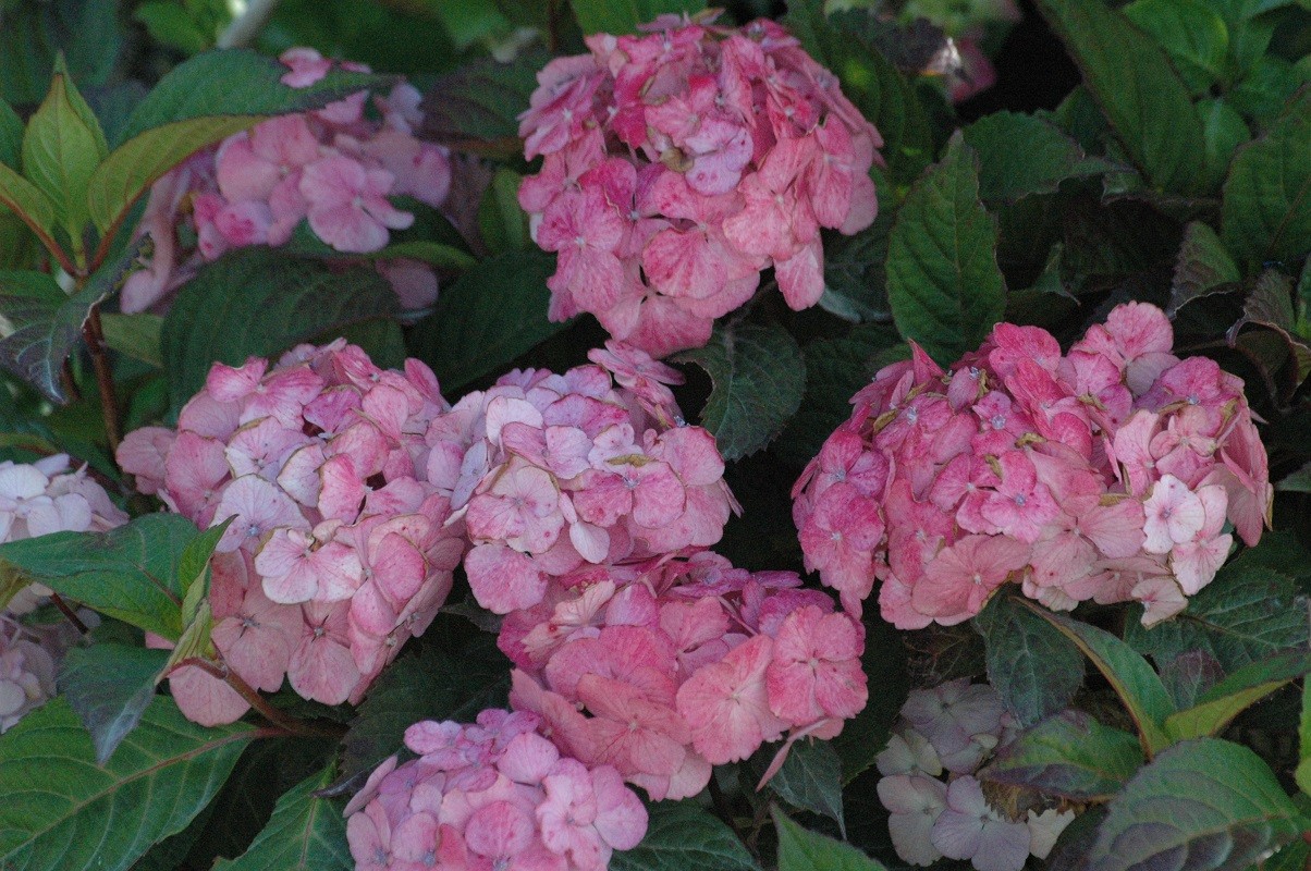 Hortensia des montagnes Preziosa