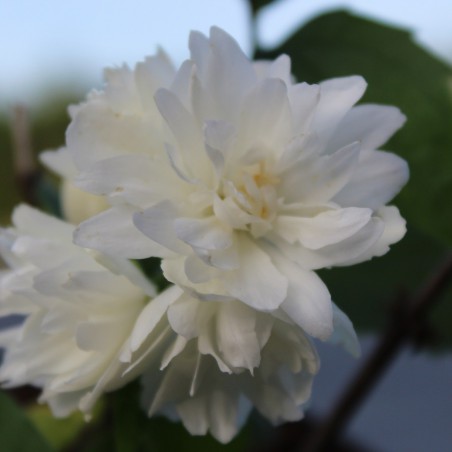 Snowbelle Mock Orange