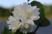 Snowbelle Mock Orange