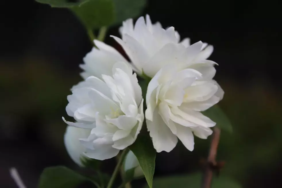 Seringat Snowbelle