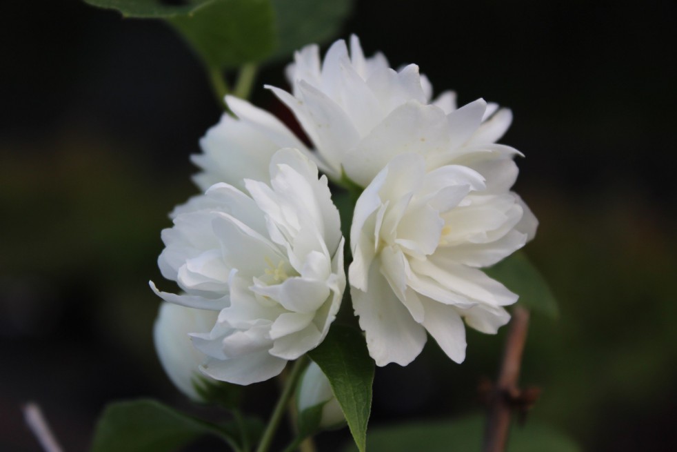 Snowbelle Mock Orange