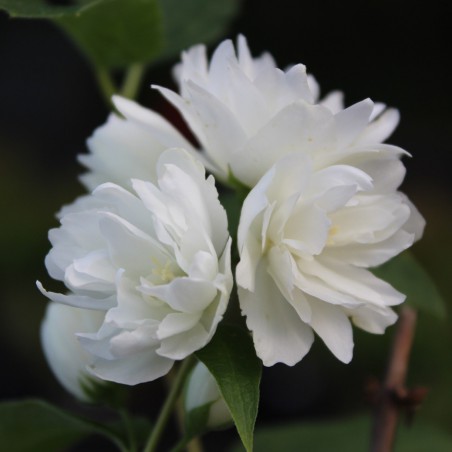 Boerenjasmijn Snowbelle