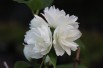 Snowbelle Mock Orange