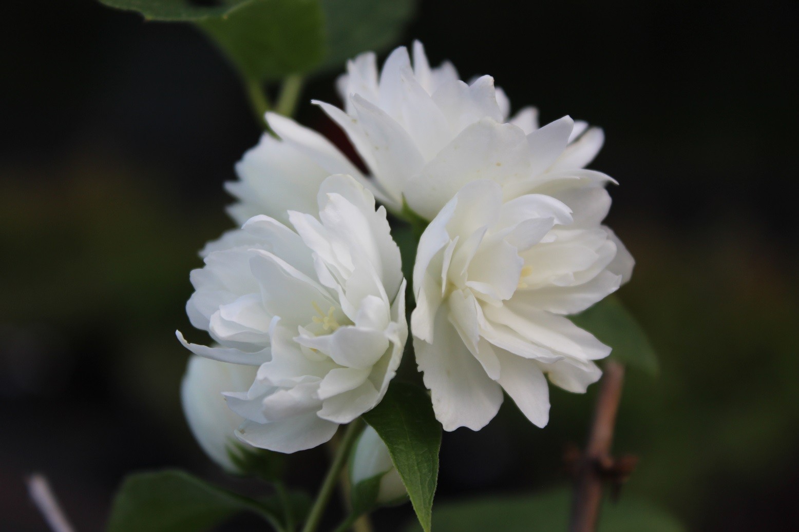 Boerenjasmijn Snowbelle