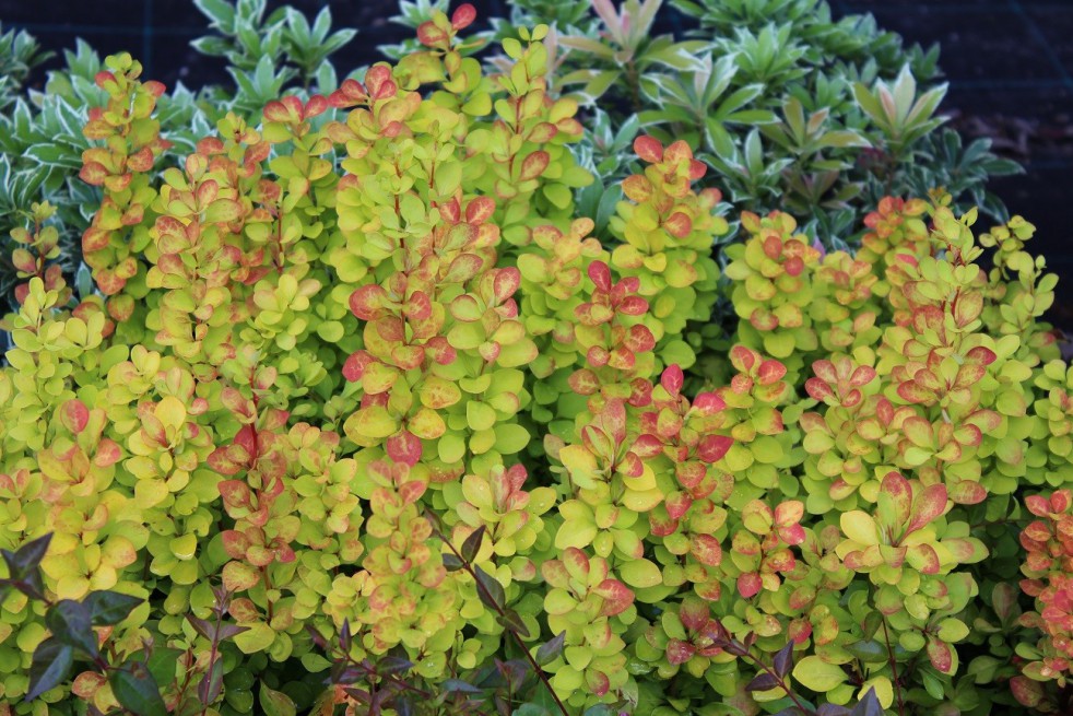Berberis thunbergii Maria - Jardins du Monde.be