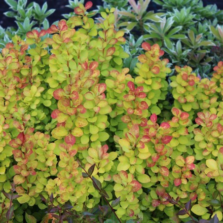 Japanese Barberry Maria®- Jardins du Monde.be