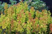 Berberis thunbergii Maria - Jardins du Monde.be