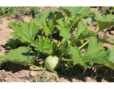 Semences Courgette ronde de Nice - Cucurbita pepo